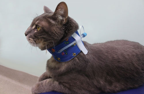 feeding tube collars for cats