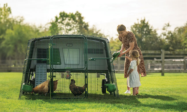Caring for a Feathered Flock