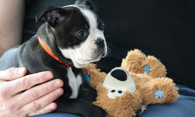 Preparing for Your First Pet: 5 tips for new pet owners