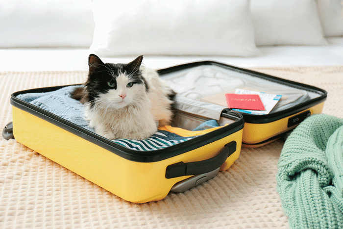 Make Summer Travel with Pets Enjoyable and Seamless
