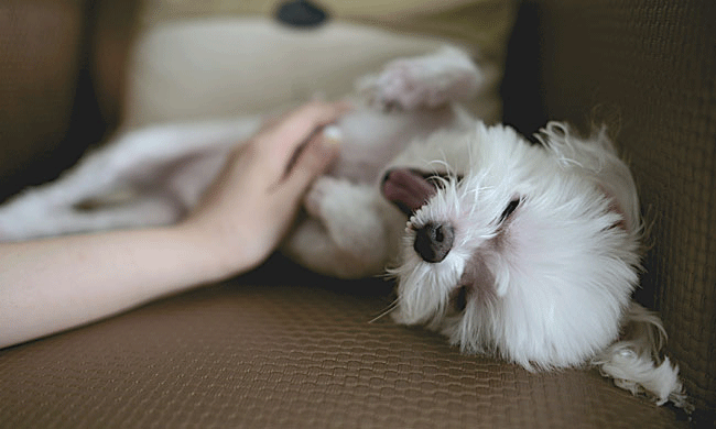 Celebrate Your 4-Legged Friend: 3 ways to give back during National Dog Month