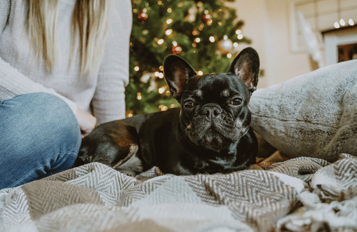 Festive Foods for Your Dog This Holiday Season