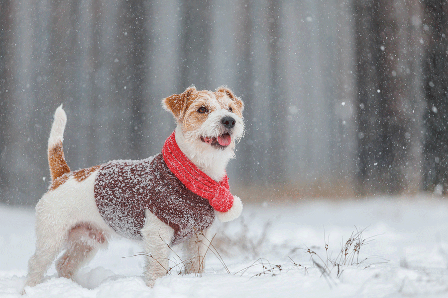 Understanding Winter Pet Health Risks