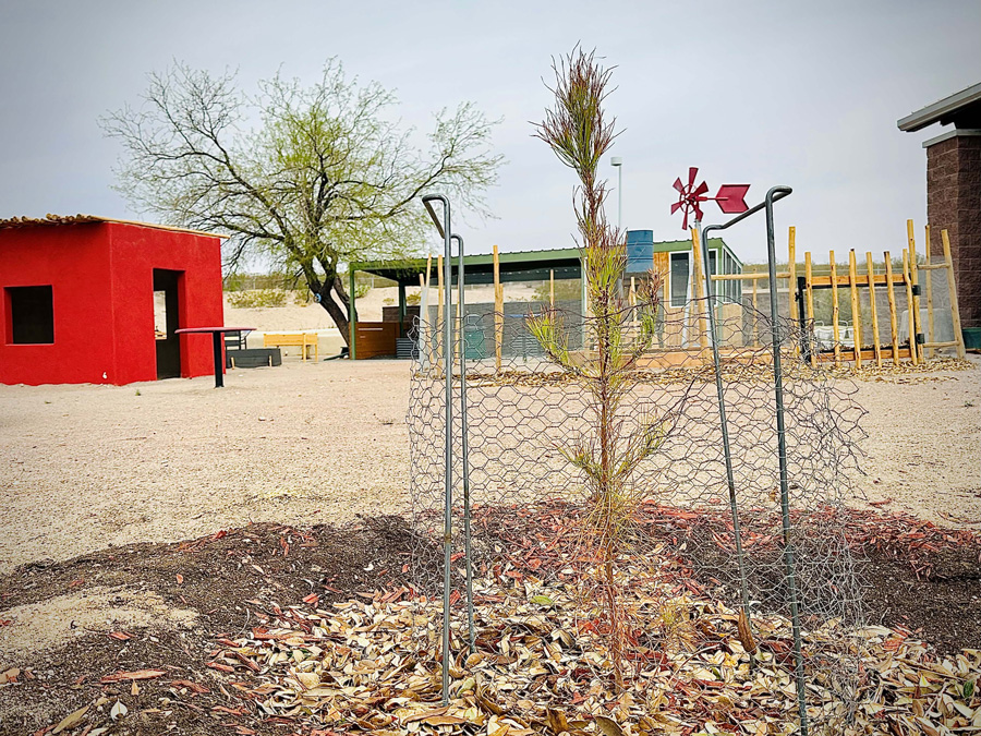 Moon Tree lands at NM Farm & Ranch Heritage Museum