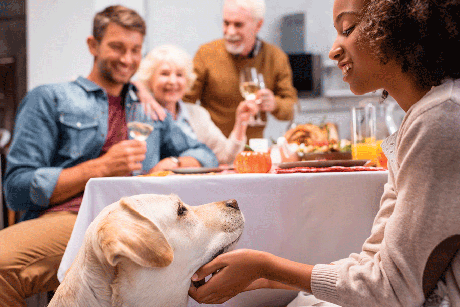 Cozy Up to Peace of Mind: 4 Tips to Avoid Common Pet Hazards This Thanksgiving